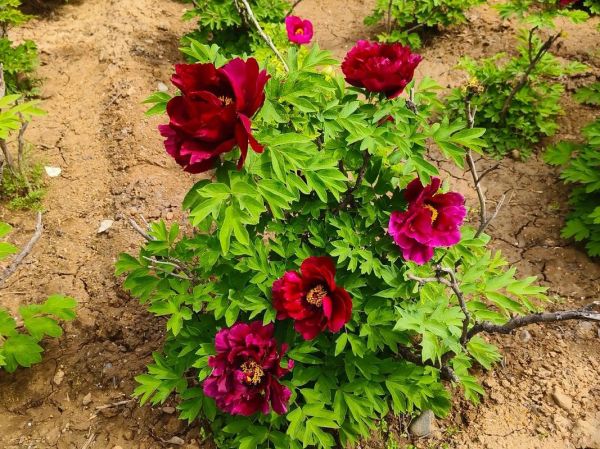 牡丹花下迅雷下载_牡丹花下迅雷下载安全吗