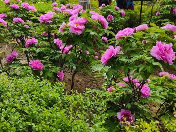 牡丹花下迅雷下载_牡丹花下迅雷下载安全吗