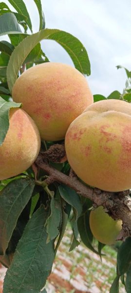 梦到摘大桃子是什么意思_梦见摘桃子预示什么