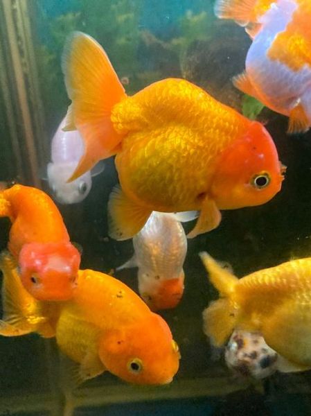 鱼儿图片大全_如何挑选高清鱼儿图片