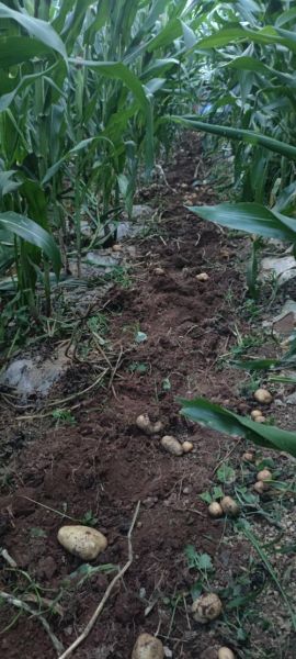 野洋芋图片大全_野洋芋长什么样