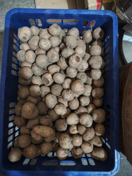 野洋芋图片大全_野洋芋长什么样