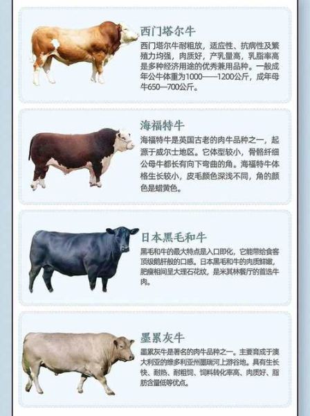 牛的图片大全_如何分辨常见牛品种
