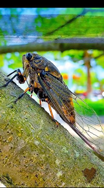 蝉的图片大全_蝉的种类有哪些