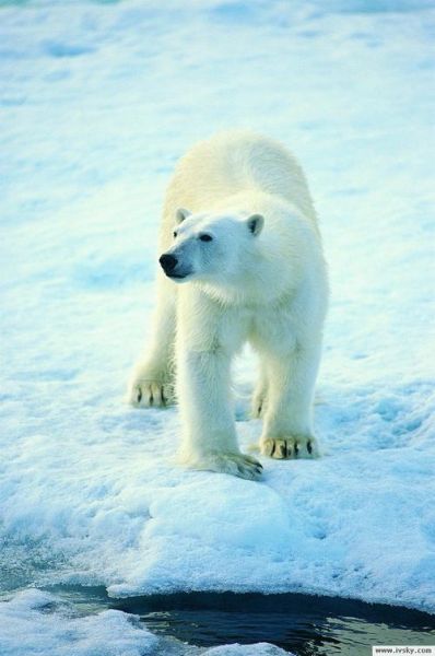 北极熊图片大全_高清北极熊照片哪里找