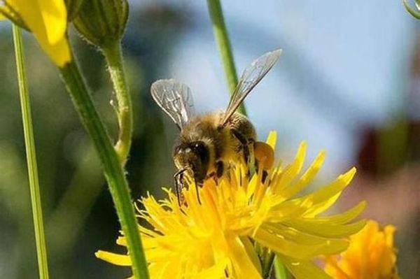 梦到好多蜜蜂_周公解梦准吗