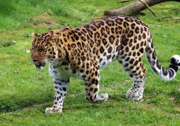 金钱豹图片大全_金钱豹高清壁纸哪里找