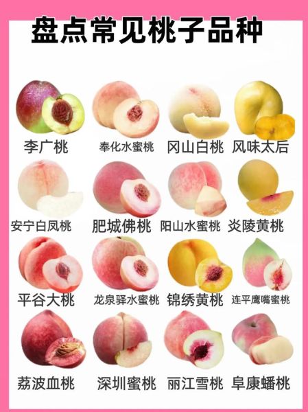 桃图片大全_桃子品种图片怎么区分