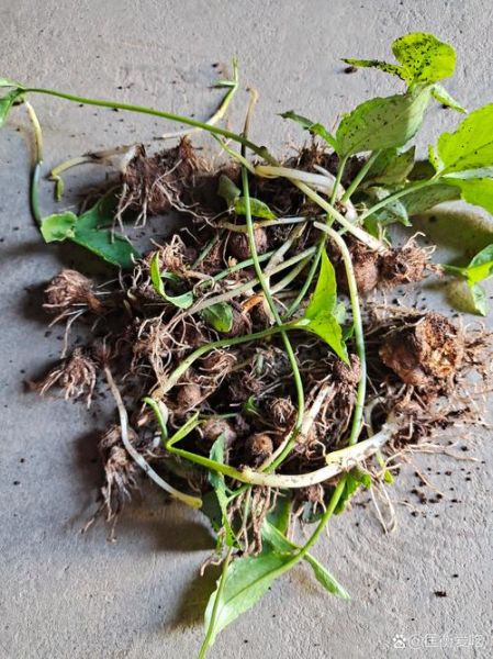 半夏图片大全_如何辨别真假半夏