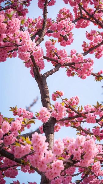 樱花图片大全大图哪里找_如何免费下载高清樱花大图