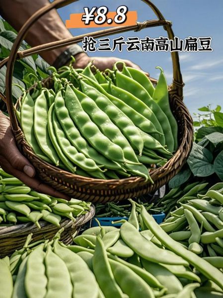 扁豆图片大全_扁豆品种怎么区分