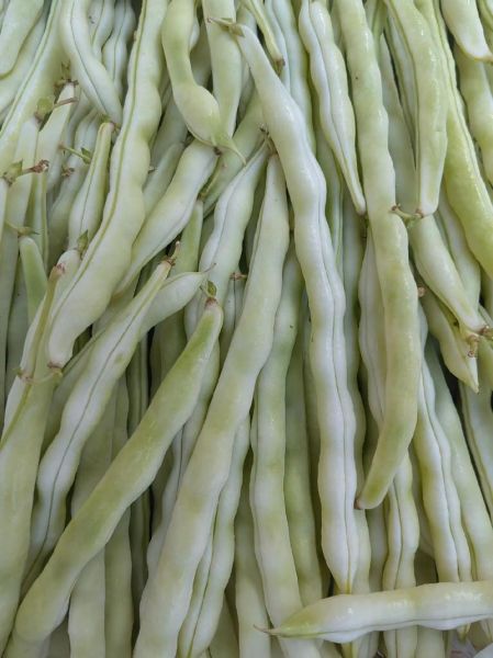 扁豆图片大全_扁豆品种怎么区分