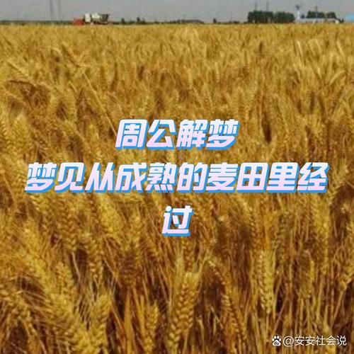 梦到麦地是什么意思_梦见麦田预示什么