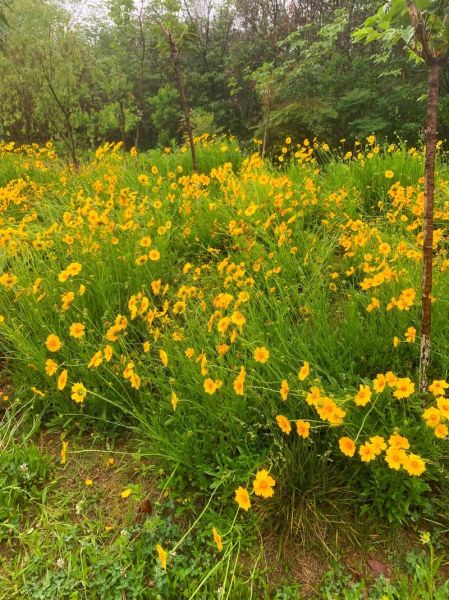 梦到咖啡是什么意思_梦见喝咖啡预示什么