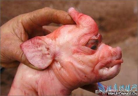 孕妇梦到胎儿畸形_怎么办