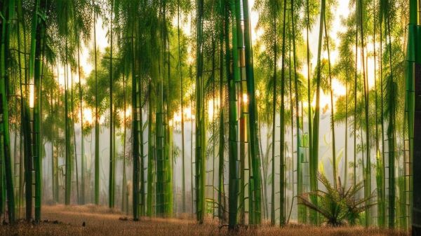 梦到竹子是什么意思_周公解梦竹子预示什么