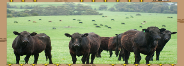 梦到牛追我是什么意思_如何化解牛追梦境