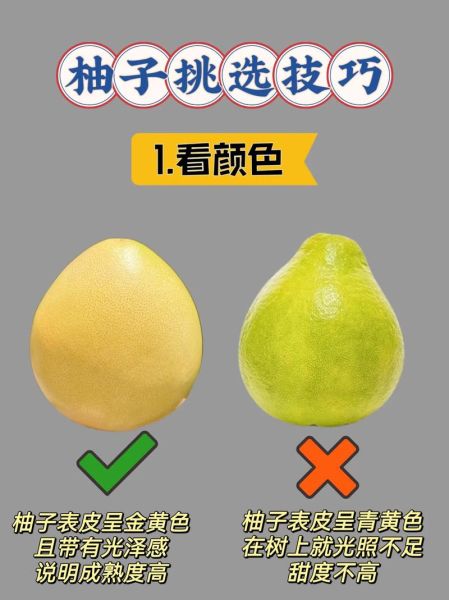 柚子图片大全大图_如何挑选高清素材