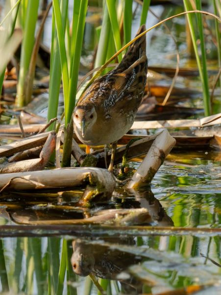 田鸡图片大全_田鸡长什么样