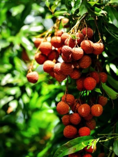 丰收图片大全_如何挑选高清素材