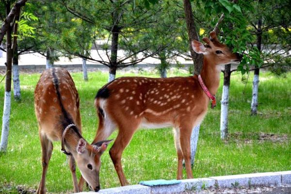 梅花鹿图片大全大图_高清壁纸哪里找
