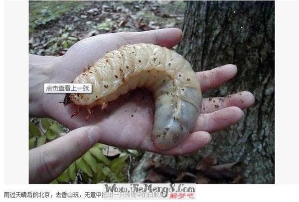 梦到拉出来好多虫子_是什么意思