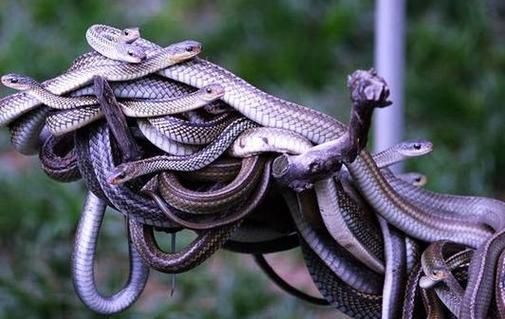 梦到很多蛇是什么意思_梦见蛇群代表什么