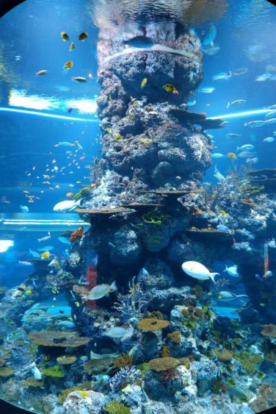 海洋馆图片大全哪里找_海洋馆高清图下载