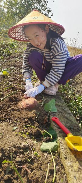 梦到挖红薯是什么意思_梦见挖红薯预示什么