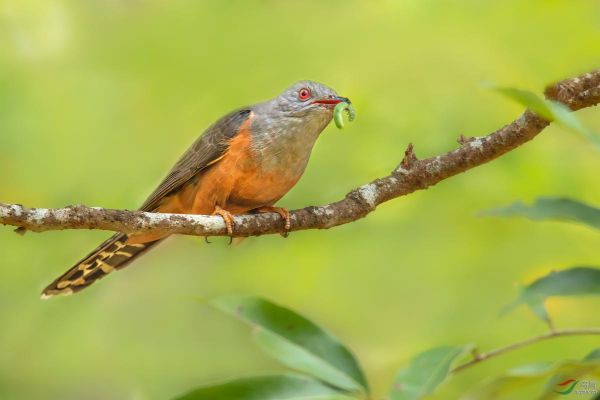 杜鹃鸟图片大全大图_杜鹃鸟高清图片哪里找