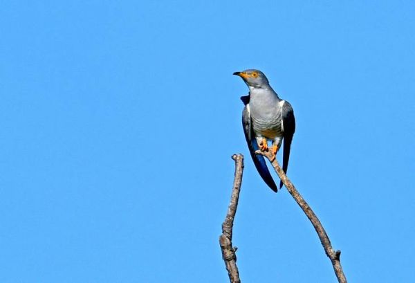 杜鹃鸟图片大全大图_杜鹃鸟高清图片哪里找