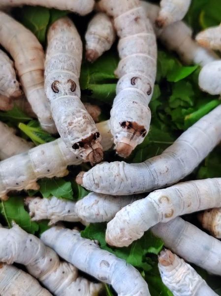 蚕宝宝图片大全_如何饲养蚕宝宝