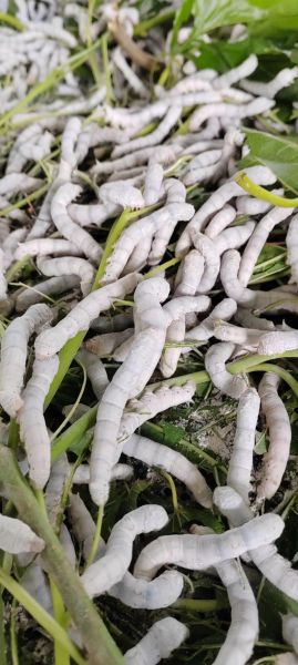 蚕宝宝图片大全_如何饲养蚕宝宝