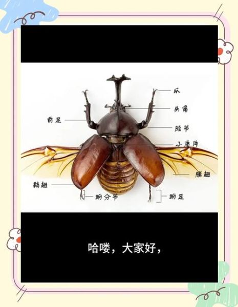 甲虫图片大全_如何识别常见甲虫