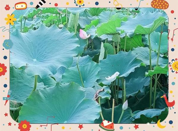 梦到莲藕是什么意思_梦见莲藕预示什么