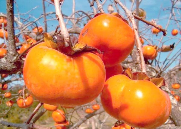 梦到柿子是什么意思_梦见柿子是吉兆吗