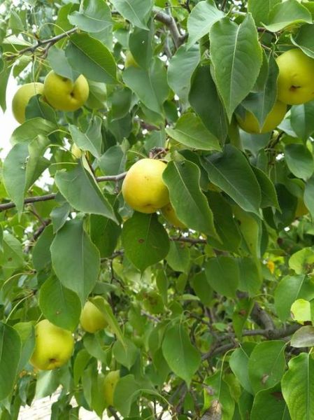 梦到摘梨是什么意思_梦见摘梨是吉是凶