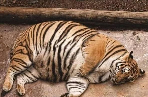 梦到被老虎咬是什么意思_如何化解