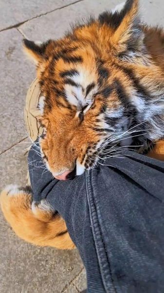 梦到被老虎咬是什么意思_如何化解