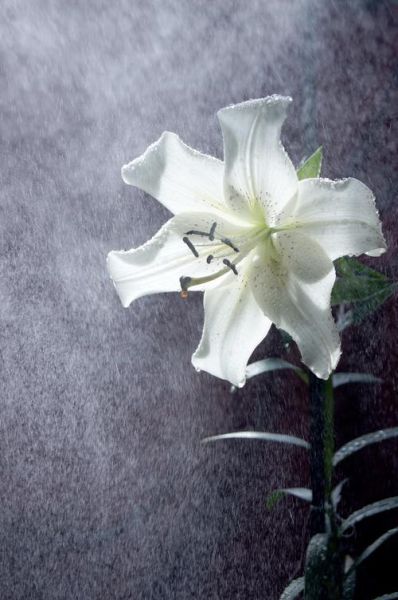 百合图片大全大图_百合花高清壁纸哪里找