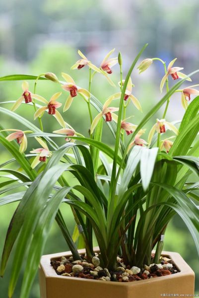 兰花图片大全大图_如何挑选高清兰花图