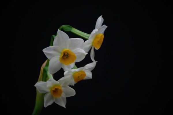 水仙花图片大全大图_高清壁纸怎么找