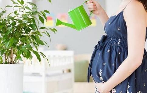 梦到浇花是什么意思_梦到浇花预示什么