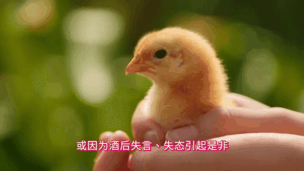 梦到好多鸡是什么意思_梦到好多鸡预示着什么