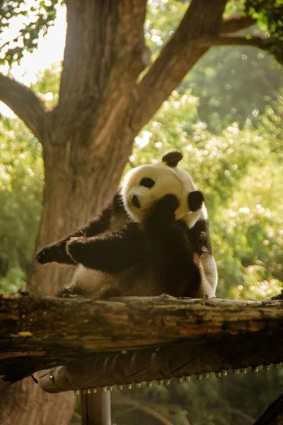 熊猫图片大全可爱_如何挑选高清萌图