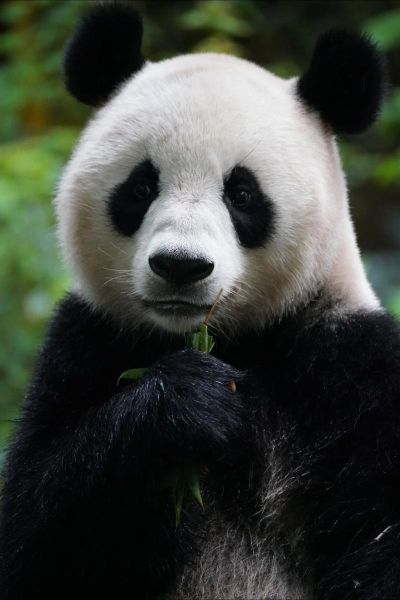 熊猫图片大全可爱_如何挑选高清萌图