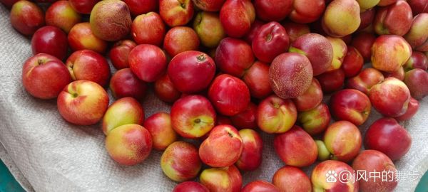 宝宝几个月可以吃油桃_油桃过敏症状有哪些