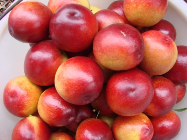 宝宝几个月可以吃油桃_油桃过敏症状有哪些