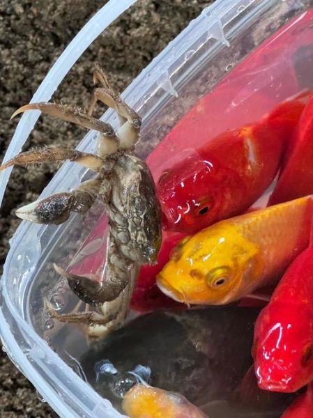 梦到捉螃蟹是什么意思_梦见抓螃蟹预示什么