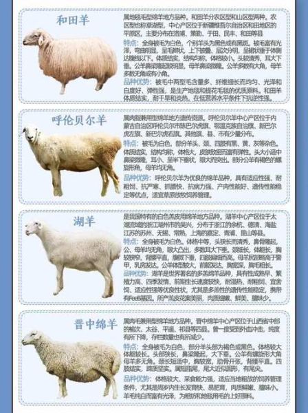 羊图片大全图片_羊品种识别技巧